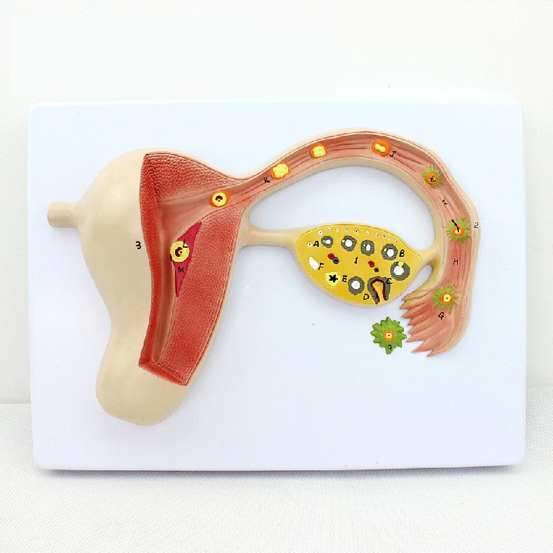 Fertilized Egg Formation Process Promotional Gift - WOMONA.COM