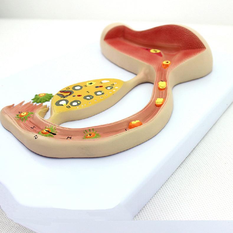 Fertilized Egg Formation Process Promotional Gift - WOMONA.COM